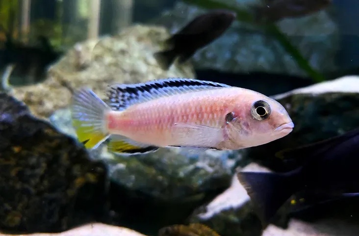 Tropheops sp. 'red fin' Lundo Island